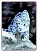 Silver Snow Leopard - Print Silver Snow Leopard - Print